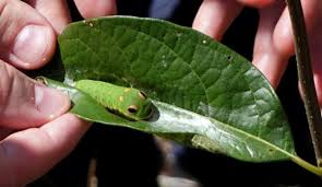 10 Interesting Facts about Caterpillars