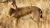 10 Interesting Facts about Gazelles