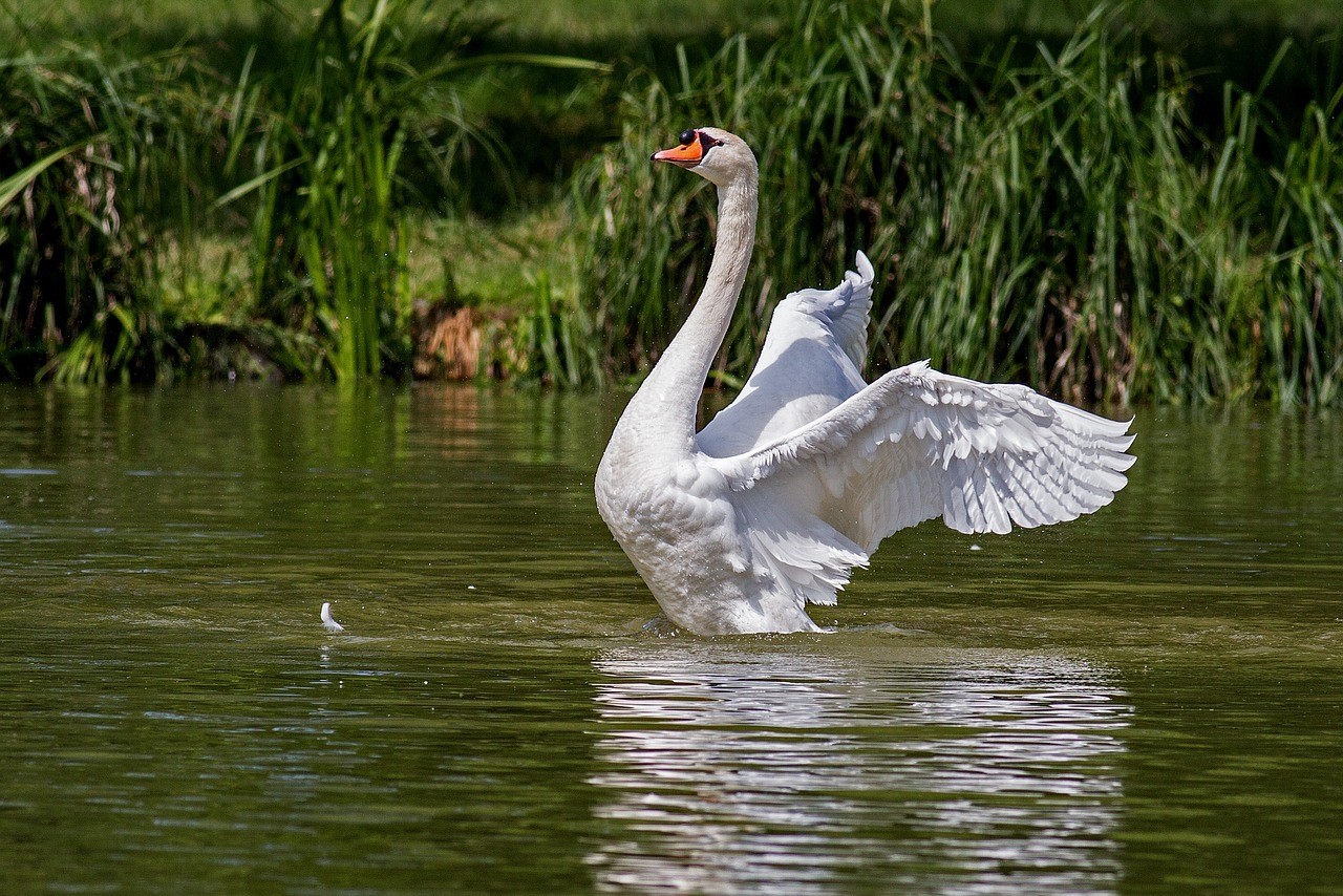 Swan