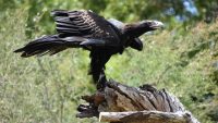 10 Interesting Facts about Wedge-Tailed Eagles