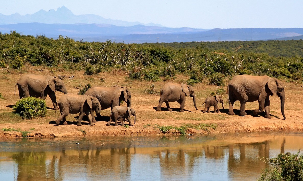 Wildlife