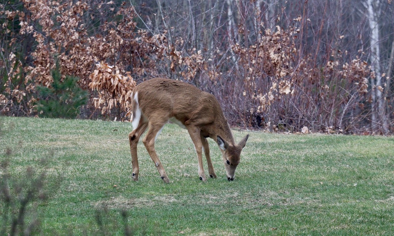 White-tailed deer