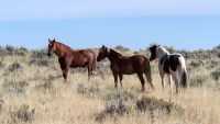 10 Interesting Facts about Wild Horses