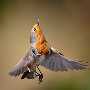 Robins Facts