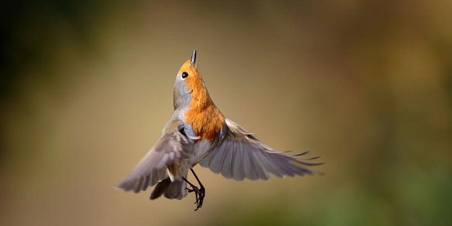 Facts about Robins