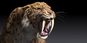 10 Interesting Facts about Saber Tooth tigers